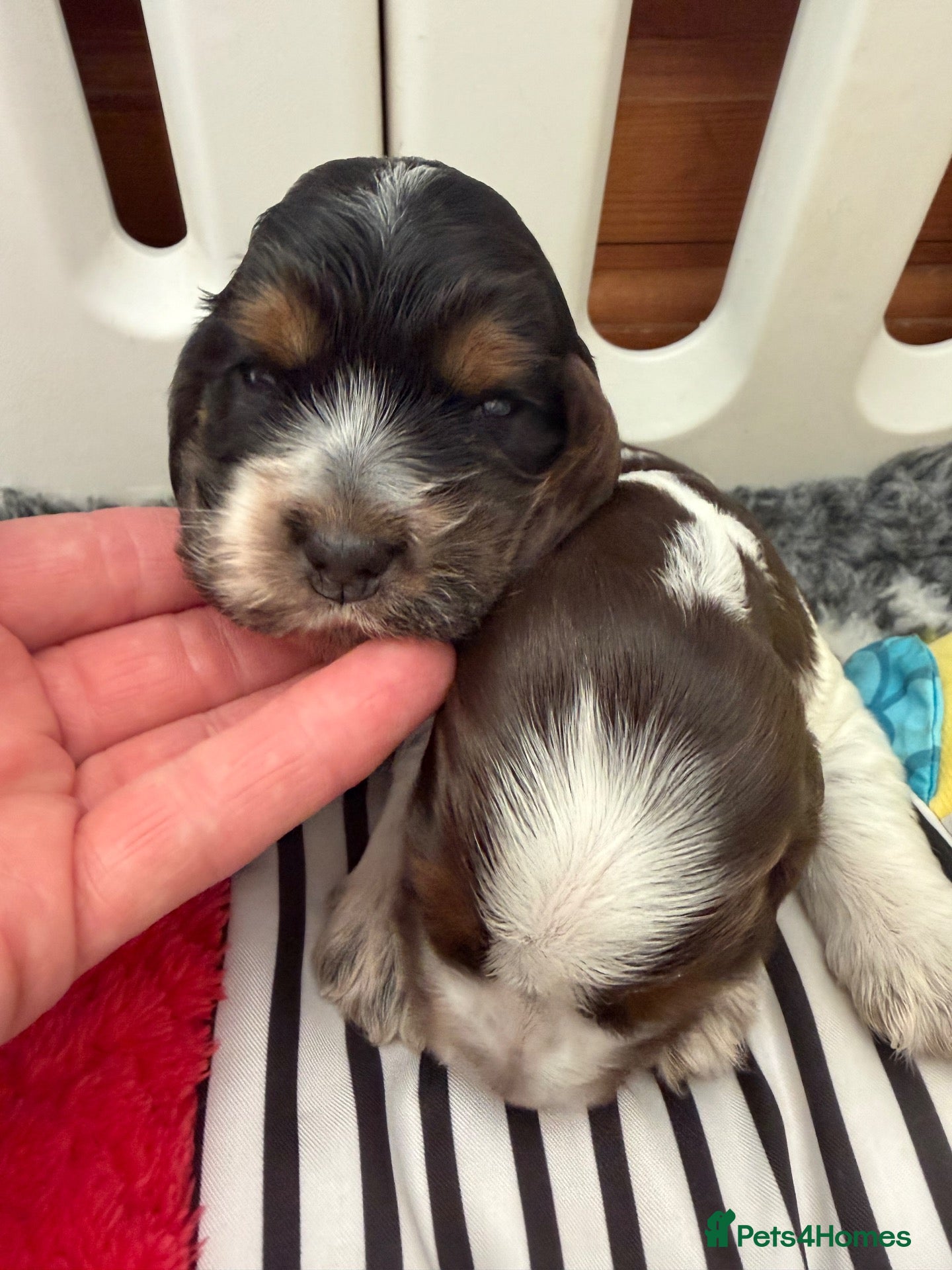 Cocker Spaniel dogs Stunning show type Cocker spaniel puppies  - Advert 2