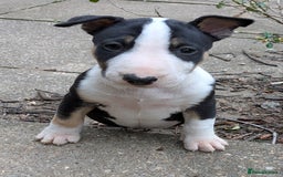 English Bull Terrier dogs for sale: KC REG ENGLISH BULL TERRIER PUPS - Image 2