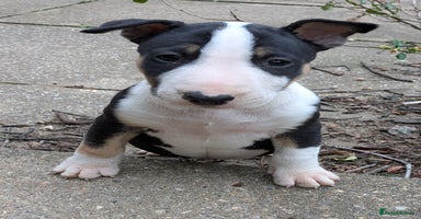 English Bull Terrier dogs - Advert 4