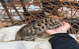 Bengal cats for sale: GORGEOUS PURE BENGAL KITTENS READY TO GO ❤️ - Image 17