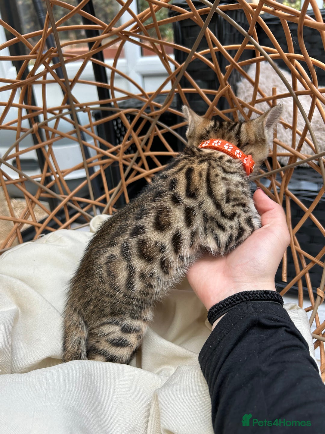 Bengal cats for sale: GORGEOUS PURE BENGAL KITTENS READY TO GO ❤️ - Image 17