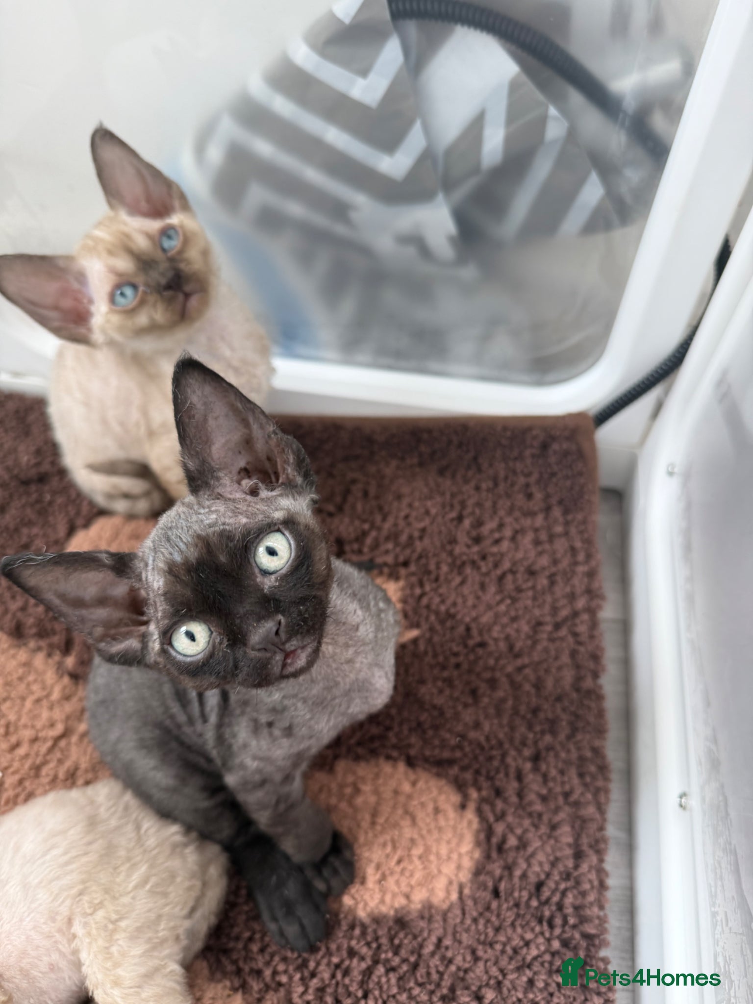Devon Rex cats Pretty little babies 😻 only 4 boys left - Advert 3