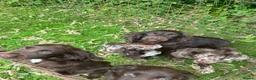Cocker Spaniel dogs for sale: Cocker spaniel puppies for sale in ELY - Advert 3