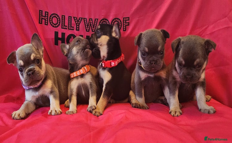 French Bulldog dogs - Advert 9