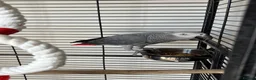 Parrots birds for sale: African grey  - Advert 4