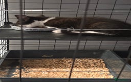 Domestic Shorthair cats for sale: 2 Beautiful Kittens - Uno & Bandana (8 Weeks  Old) - Image 12