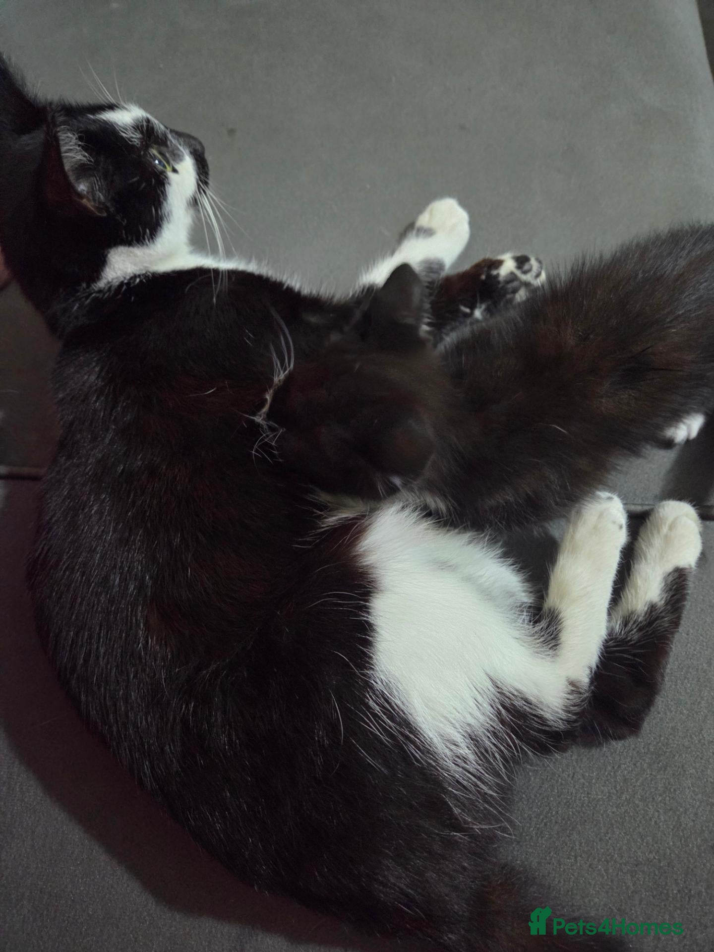 Mixed Breed cats Mixed breed kitten male - Advert 2