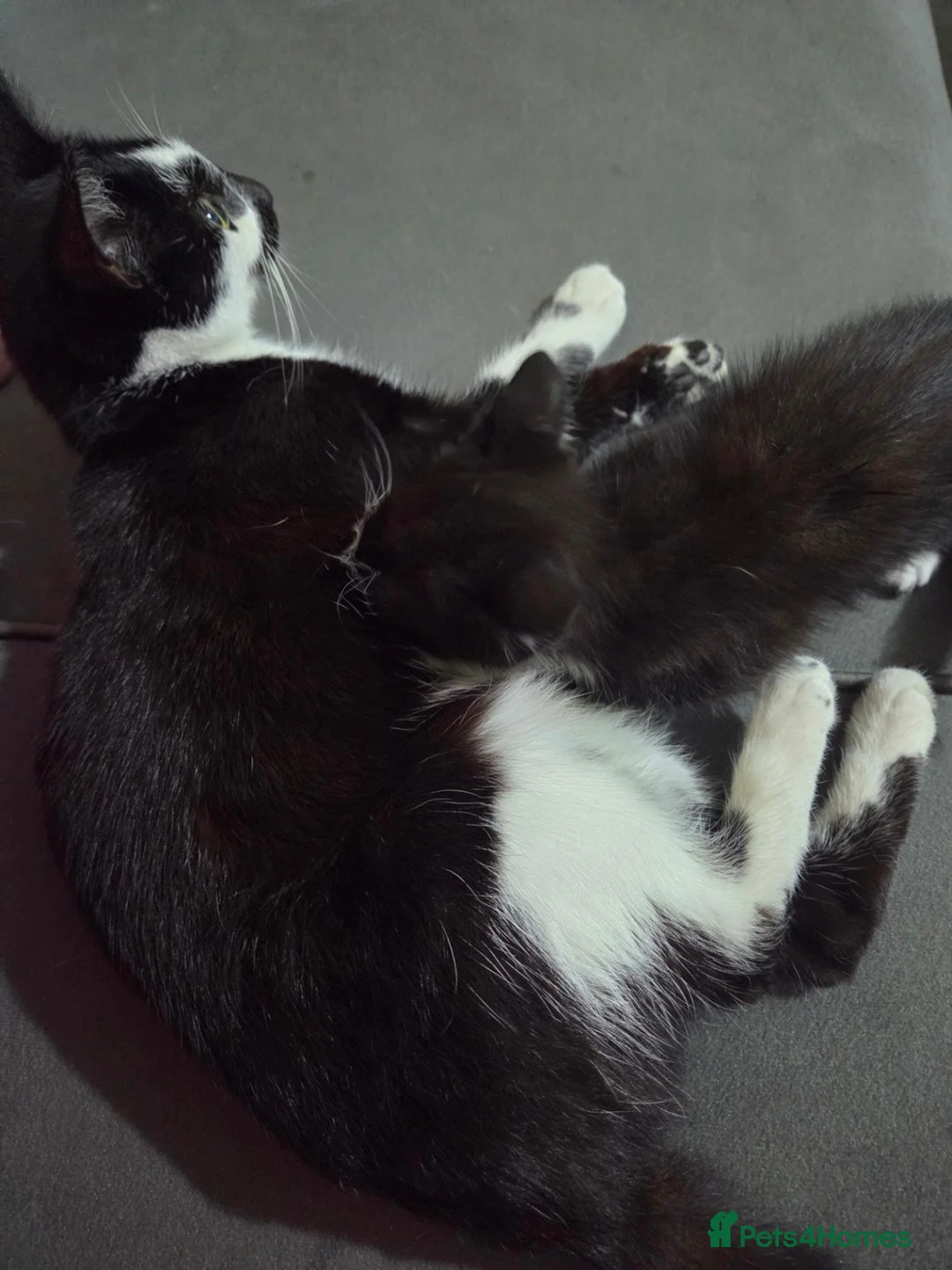 Mixed Breed cats for sale: Mixed breed kitten male - Advert 1