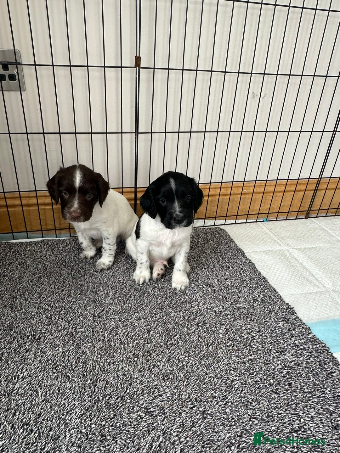 English Springer Spaniel dogs for sale: Gorgeous working English Springer Spaniel Puppies - Advert 21