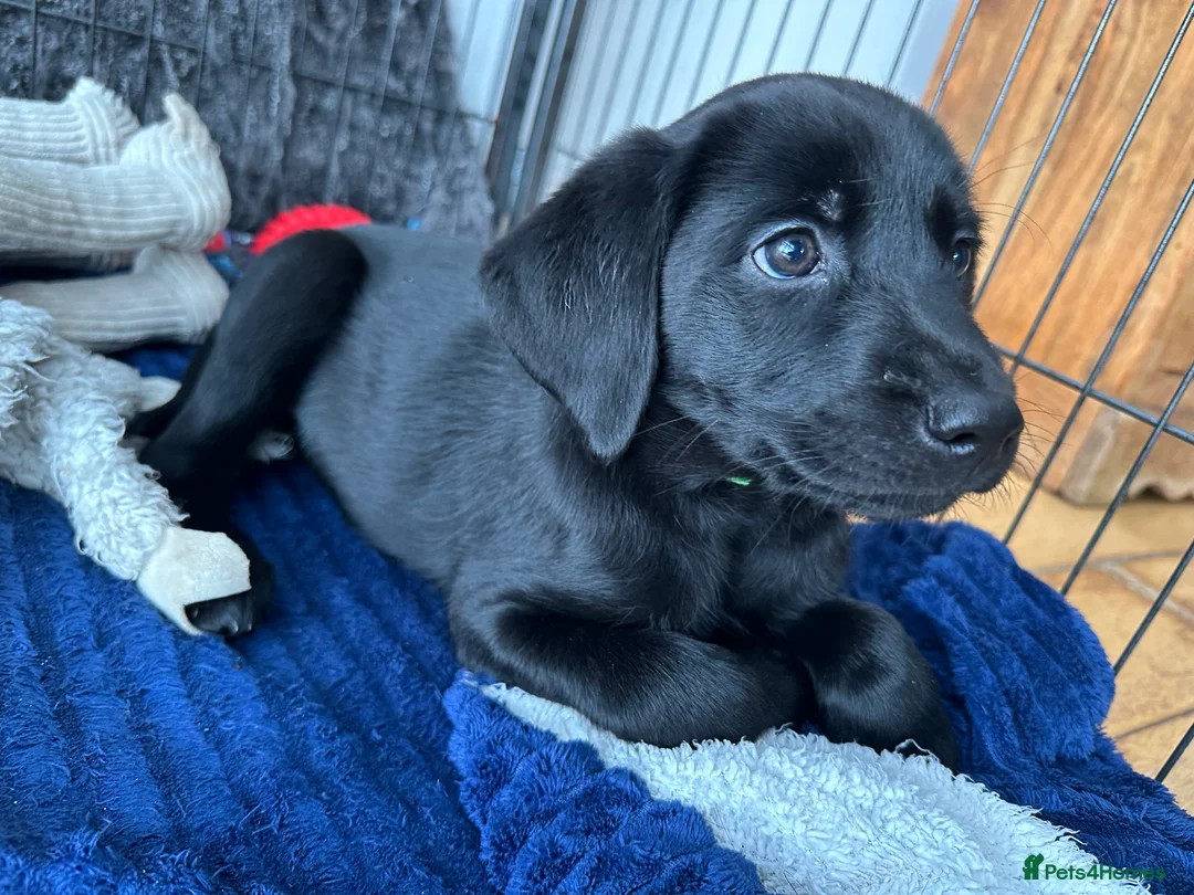 Labrador Retriever dogs for sale: Last 2 stunning kc reg black labradors - Advert 10