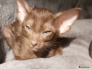 Oriental cats Full Pedigree Oriental 6 Kittens XL size ears GCCF - Advert 4