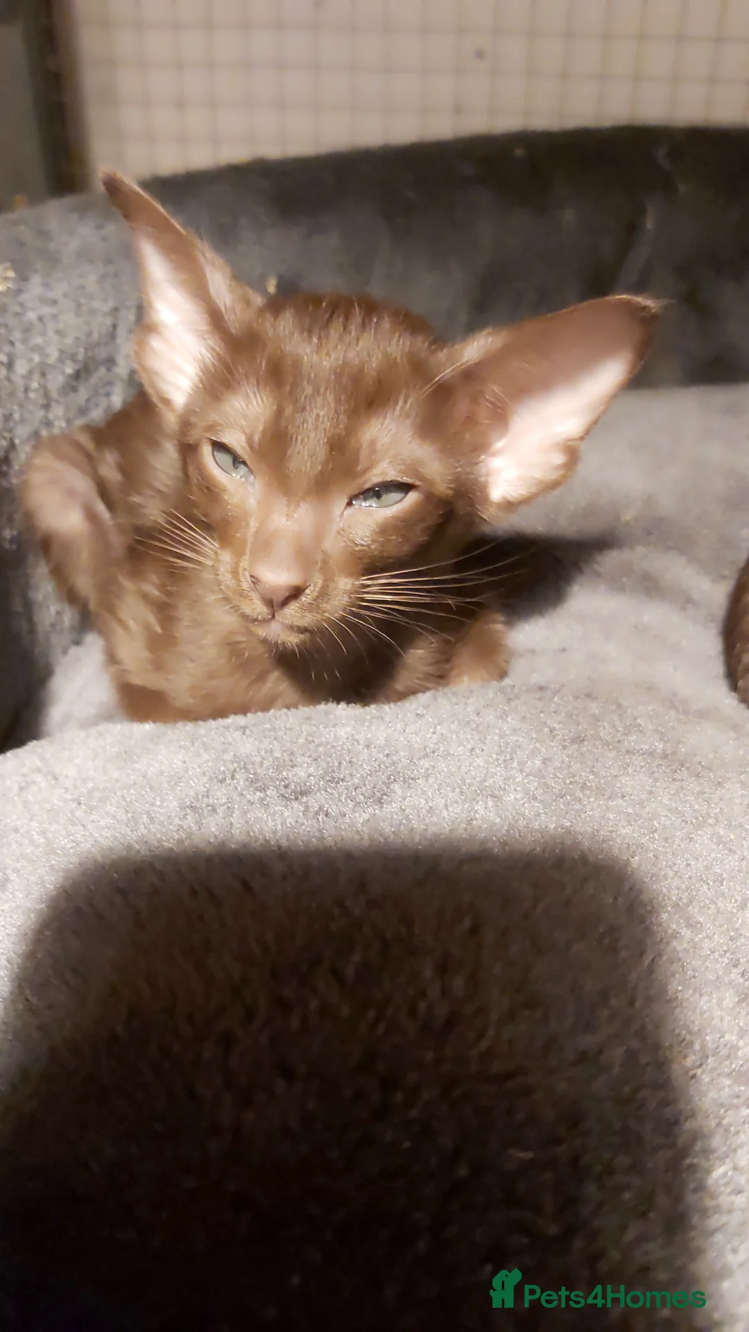 Oriental cats for sale: Full Pedigree Oriental 6 Kittens XL size ears GCCF - Advert 1