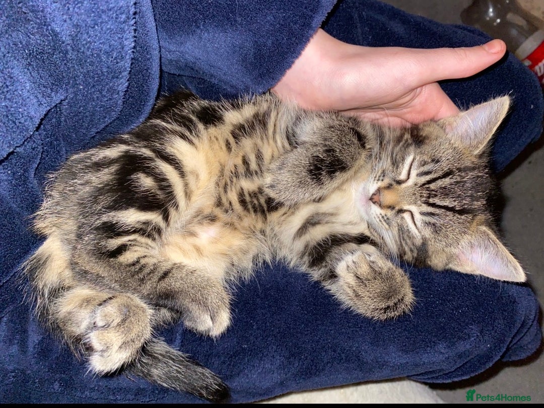 British Shorthair cats for sale: beautiful male kittens  - Advert 3