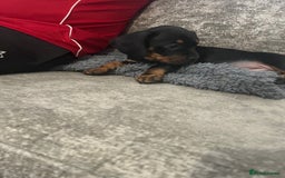 Mixed Breed dogs for sale: Miniature dachshund X French bulldog  - Image 29
