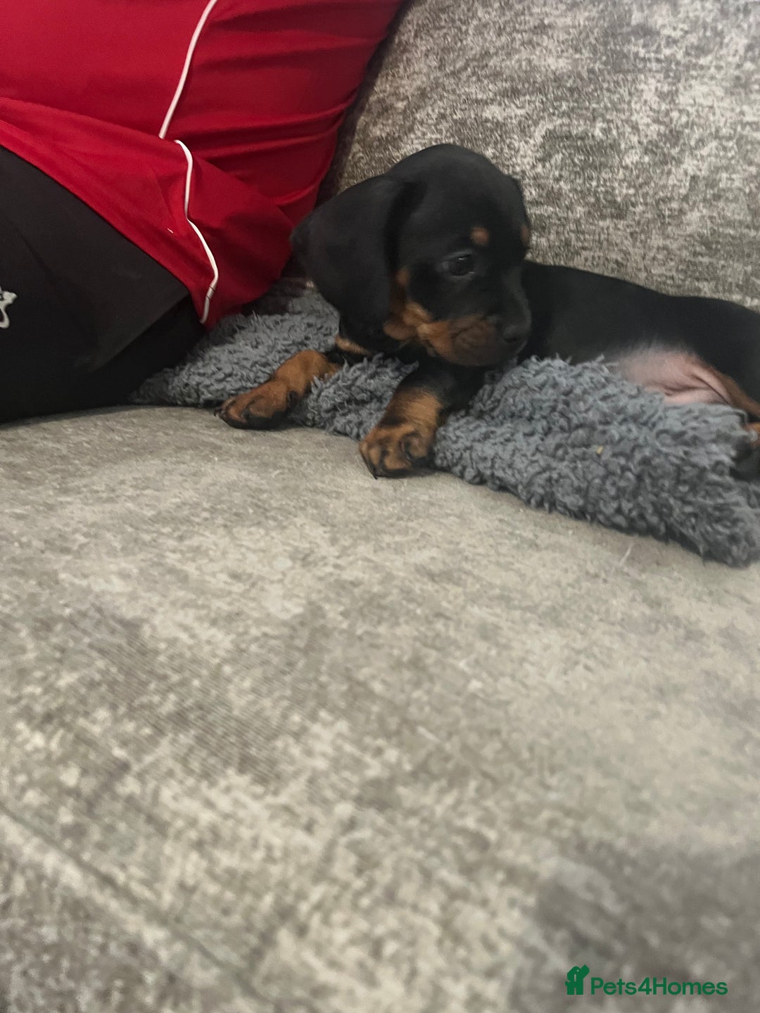 Mixed Breed dogs for sale: Miniature dachshund X French bulldog  - Image 29