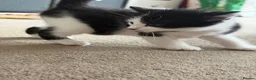 Mixed Breed cats for sale: Beautiful male kitten  - Advert 5