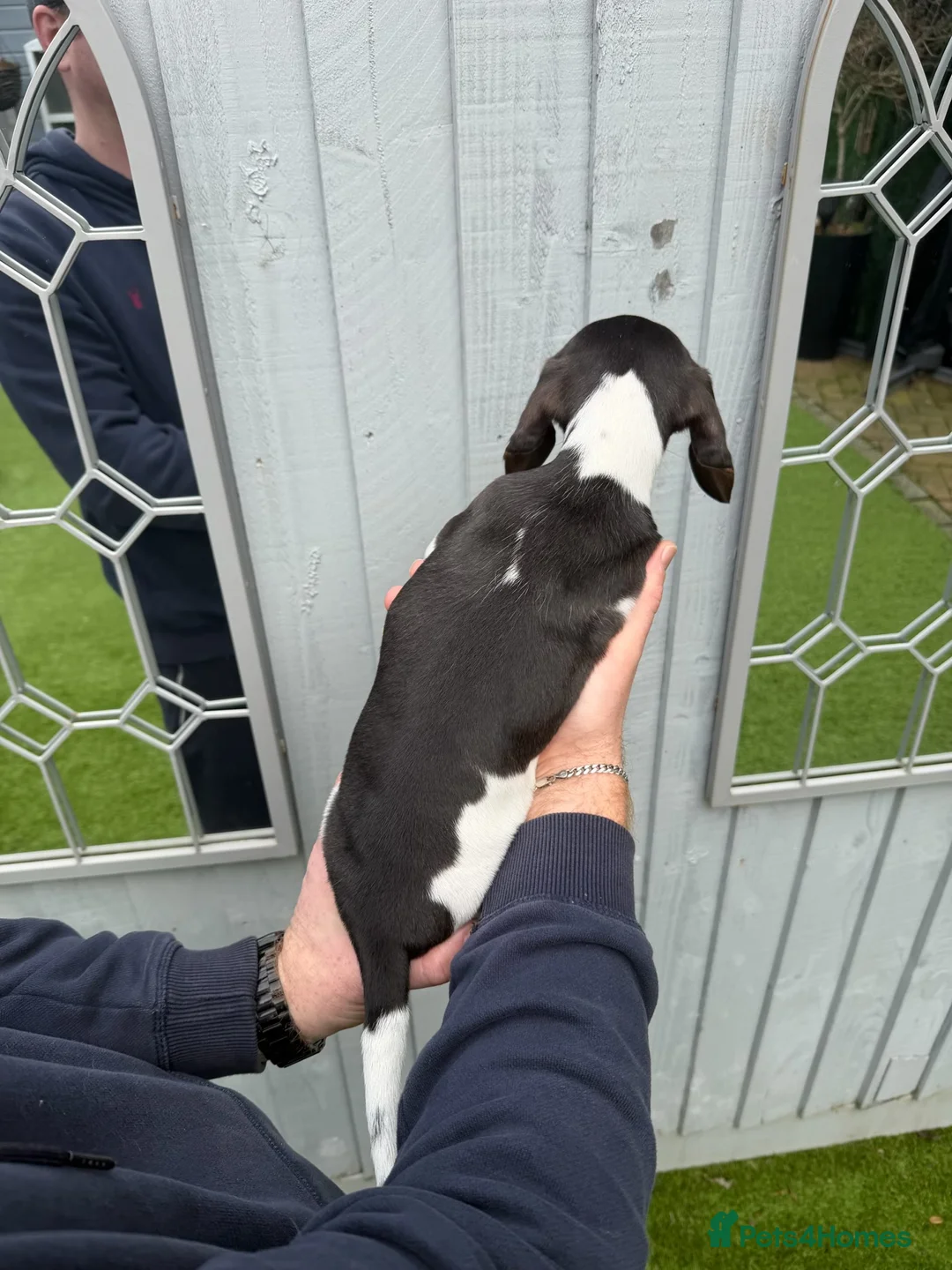 Miniature Dachshund dogs for sale: Miniature dachshunds puppies long and short coats - Advert 4