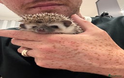 Pygmy Hedgehog rodents for sale: Baby African Pygmy hedgehogs  - Image 2