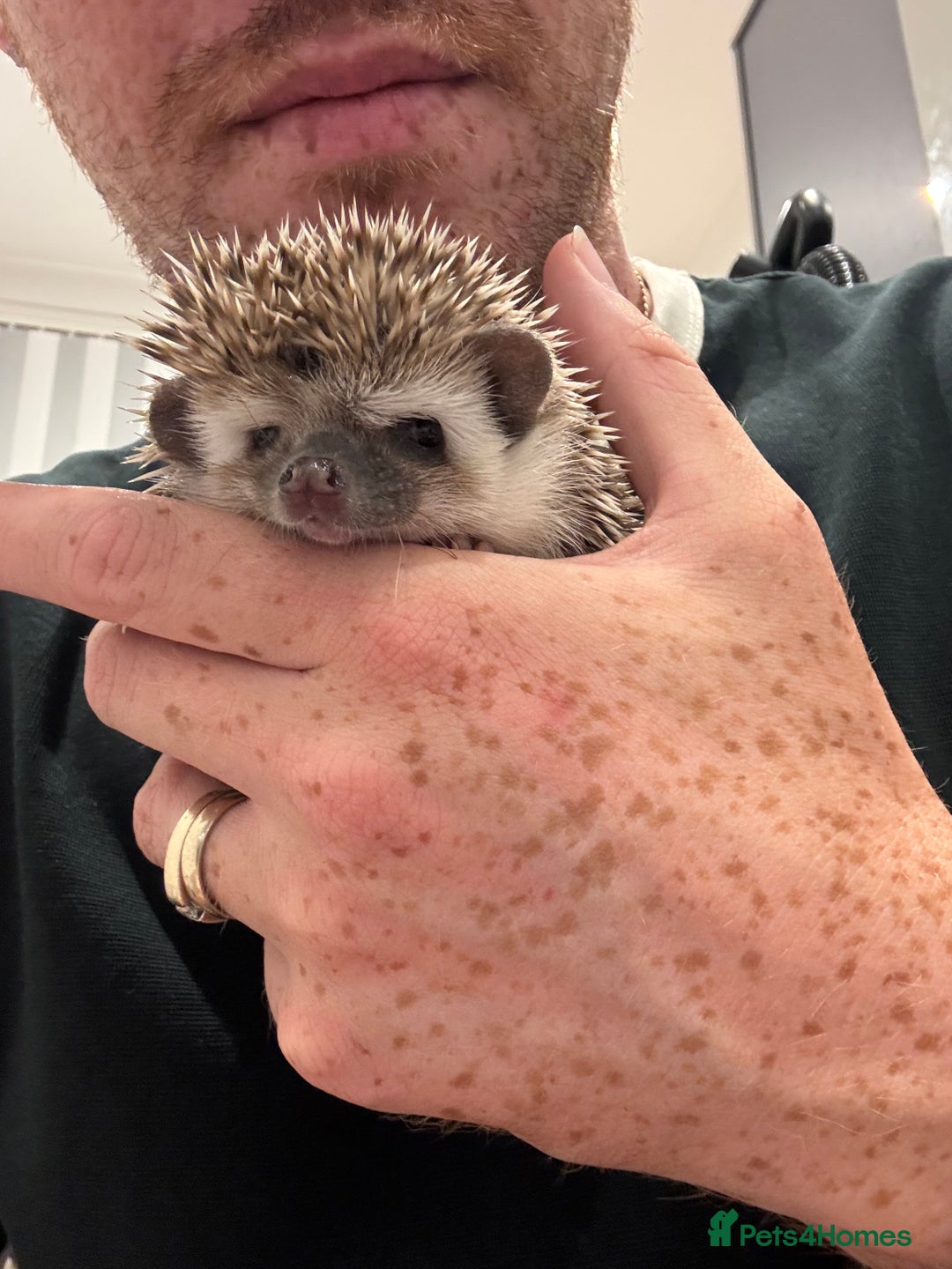 Pygmy Hedgehog rodents for sale: Baby African Pygmy hedgehogs  - Image 2