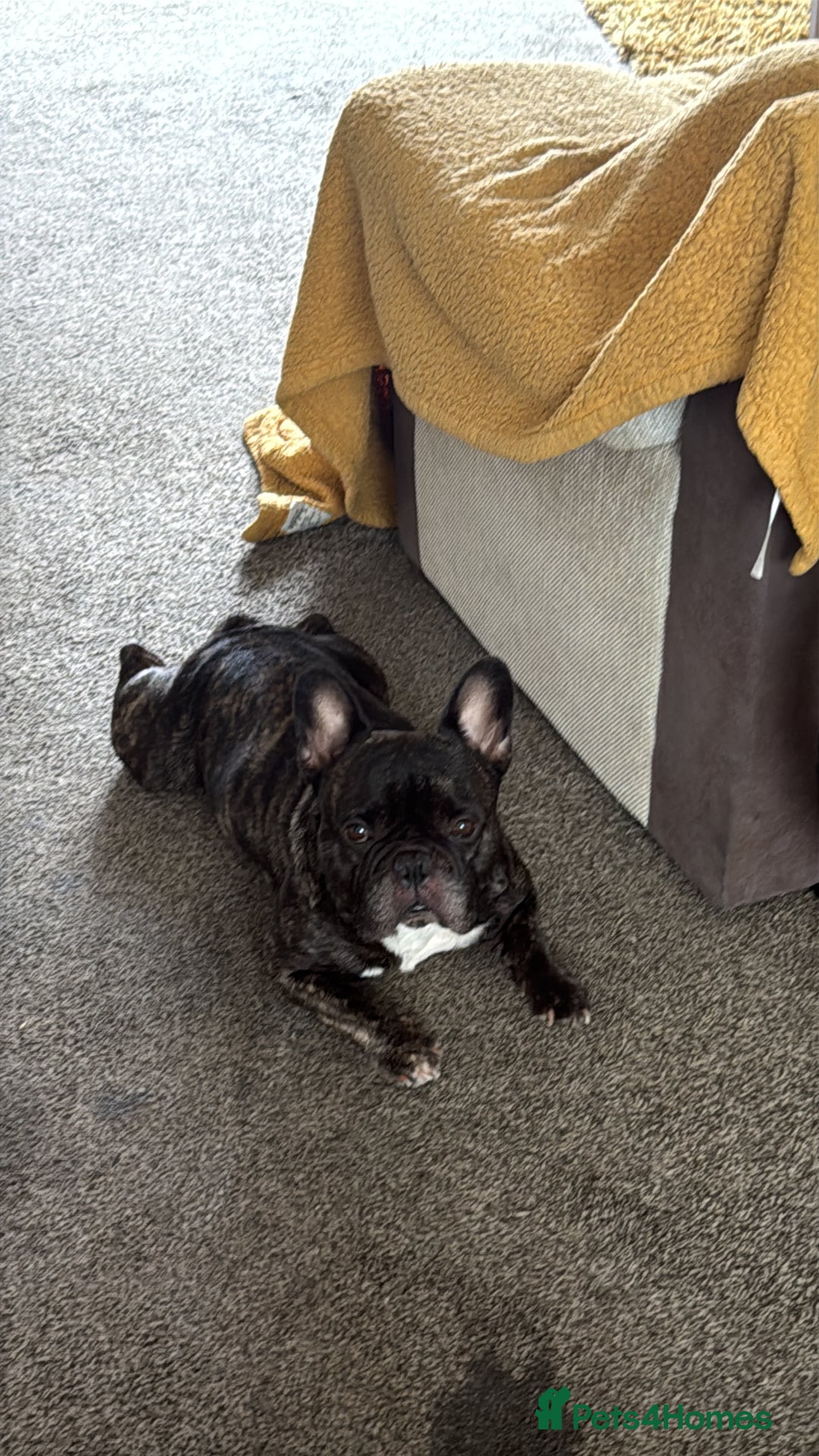 French Bulldog dogs for sale: Urgent home needed for pet  - Advert 5