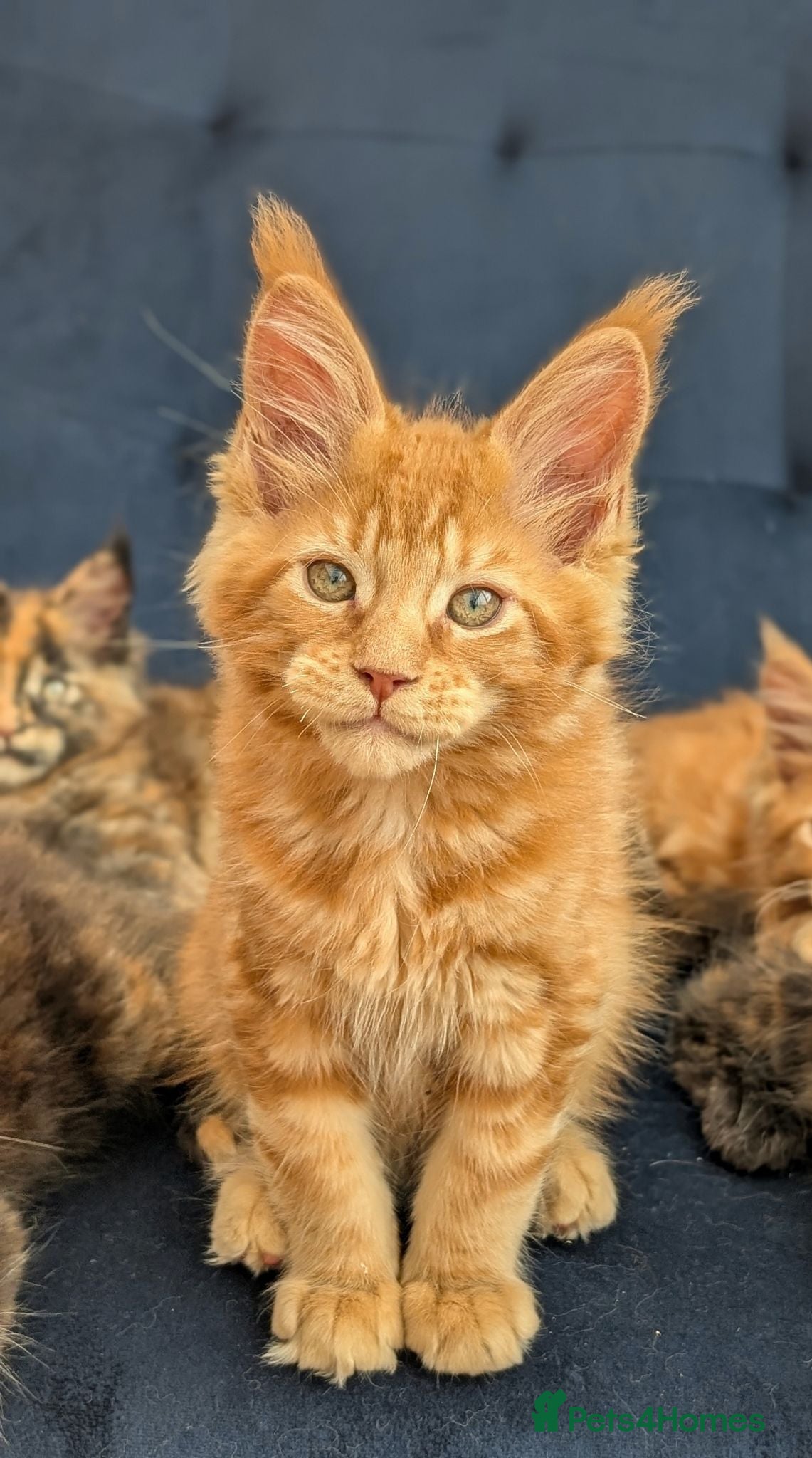 Maine Coon cats Tica Registered Maine coon kittens - Advert 2