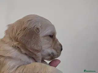 Golden Retriever dogs ✨Beautiful Golden Retrievers puppies! ✨ - Advert 2