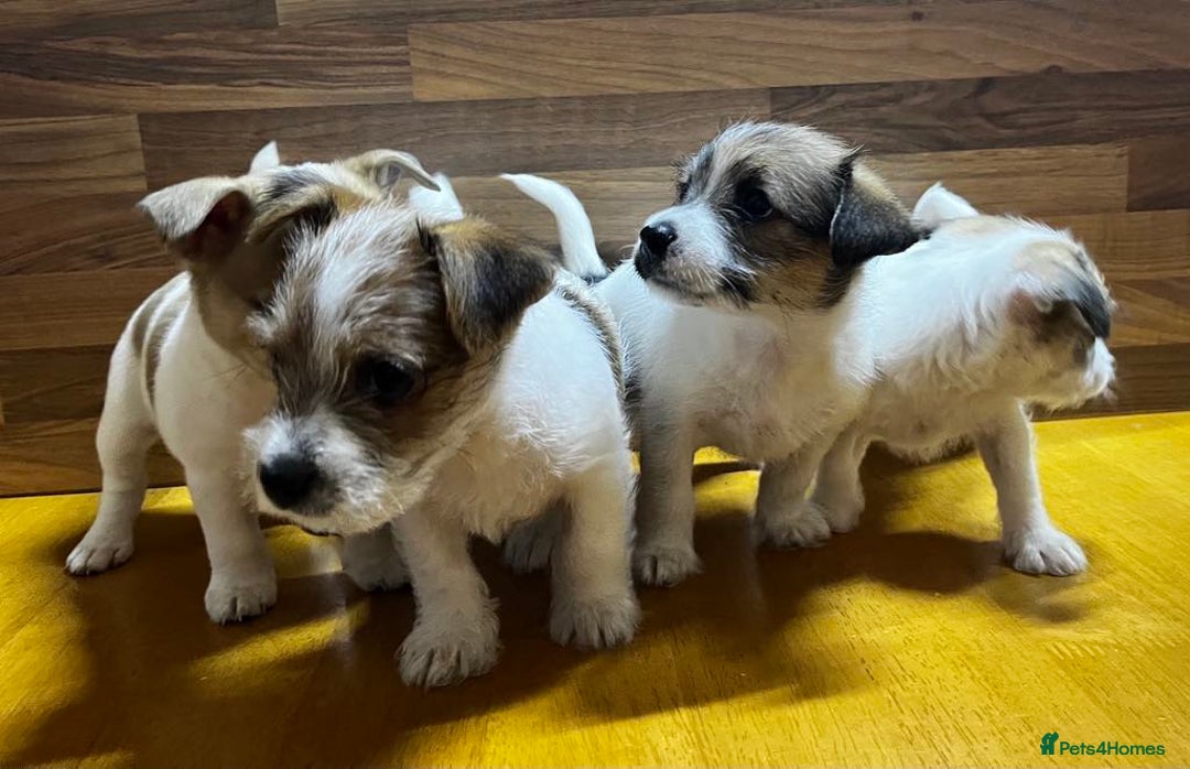 Mixed Breed dogs for sale: Jack Russell with a hint of Bichon Frise. - Image 22