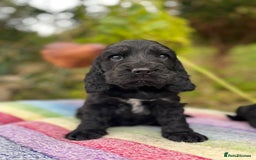 Cocker Spaniel dogs for sale: Beautiful cocker spaniel Boys  - Image 7