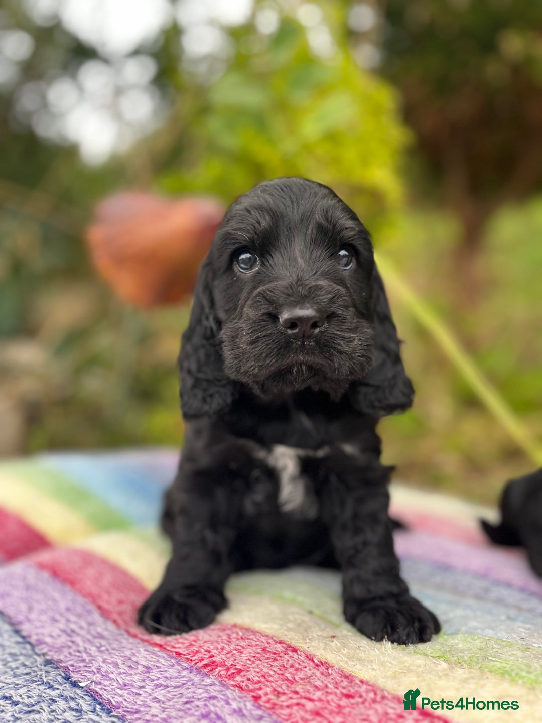 Cocker Spaniel dogs for sale: Beautiful cocker spaniel Boys  - Image 7