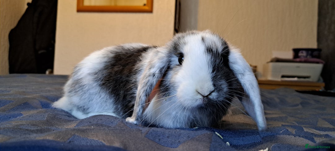 Dwarf Lop rabbits for sale: Beautiful rabbit looking for a home - Advert 5