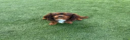 Cavalier King Charles Spaniel dogs for stud: Fully health tested Chocolate&Tan Cavalier  Stud - Advert 3