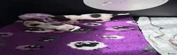 Cocker Spaniel dogs for sale: Bred From Extensively Health Tested Parents - Advert 7