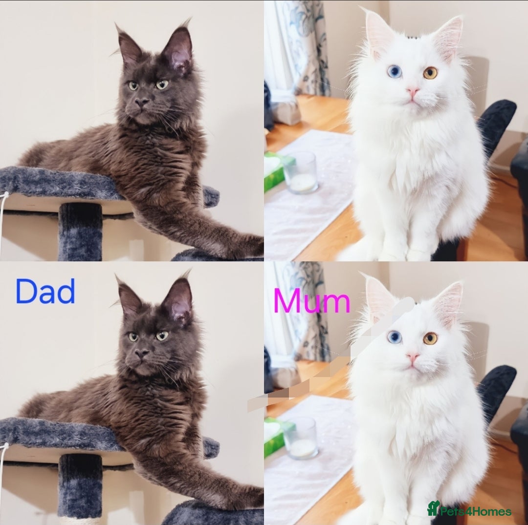Maine Coon cats for sale: MAINE COON - Advert 3