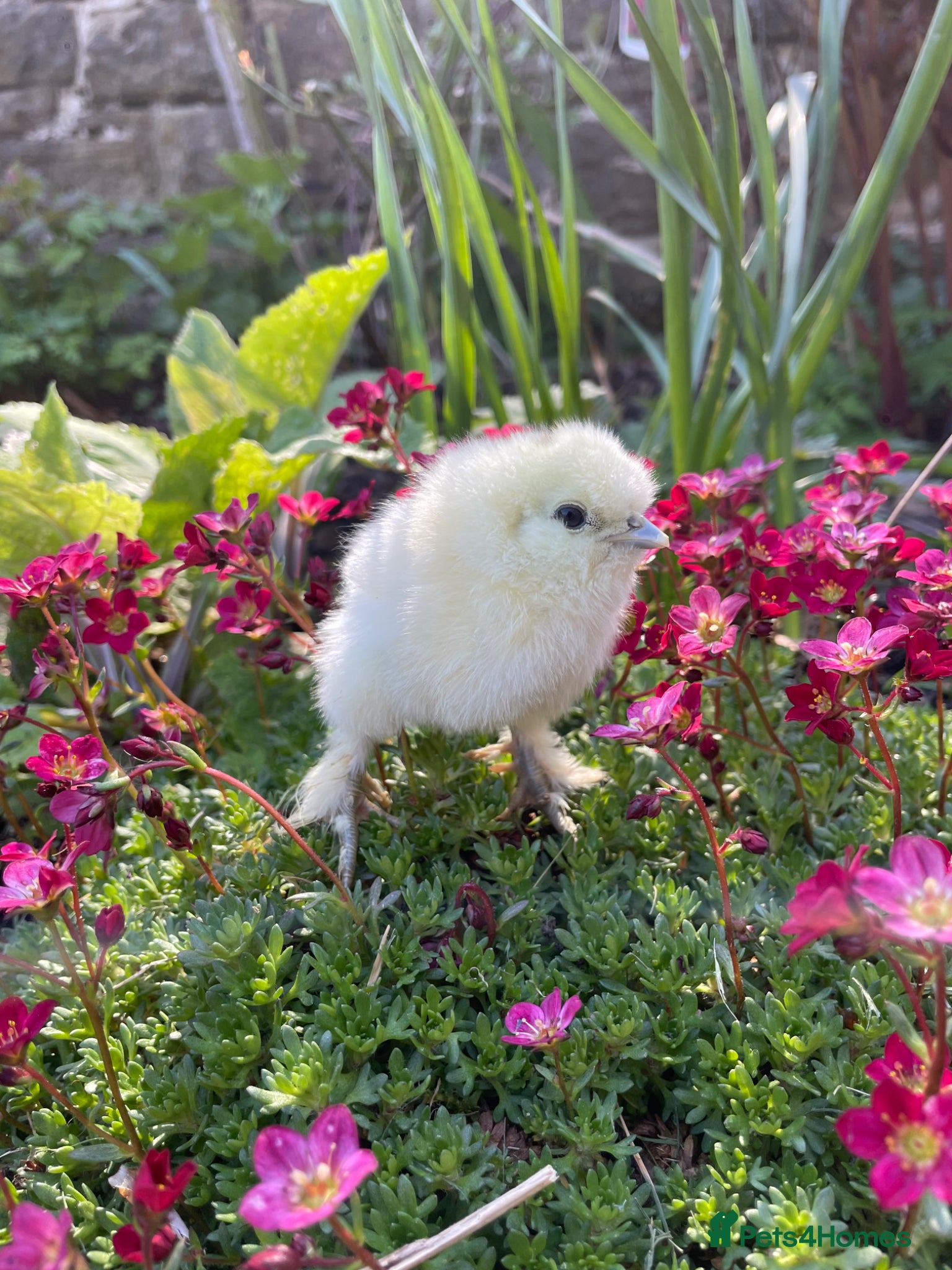 Chickens poultry 🩶🐣DAY OLD SILKIE CHICKS 🐣 🩶 - Advert 1