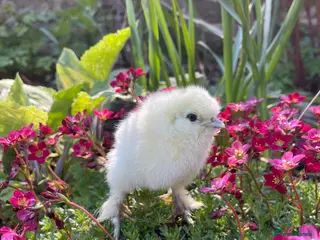 Chickens poultry for sale: 🩶🐣DAY OLD SILKIE CHICKS 🐣 🩶 - Advert 1