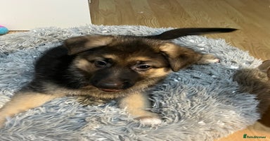 German Shepherd dogs - Advert 7