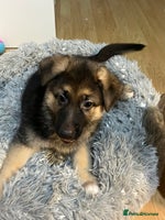 German Shepherd dogs - Advert 4