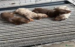 Dachshund dogs for sale: Beautiful litter of dachshund puppy’s  - Image 10