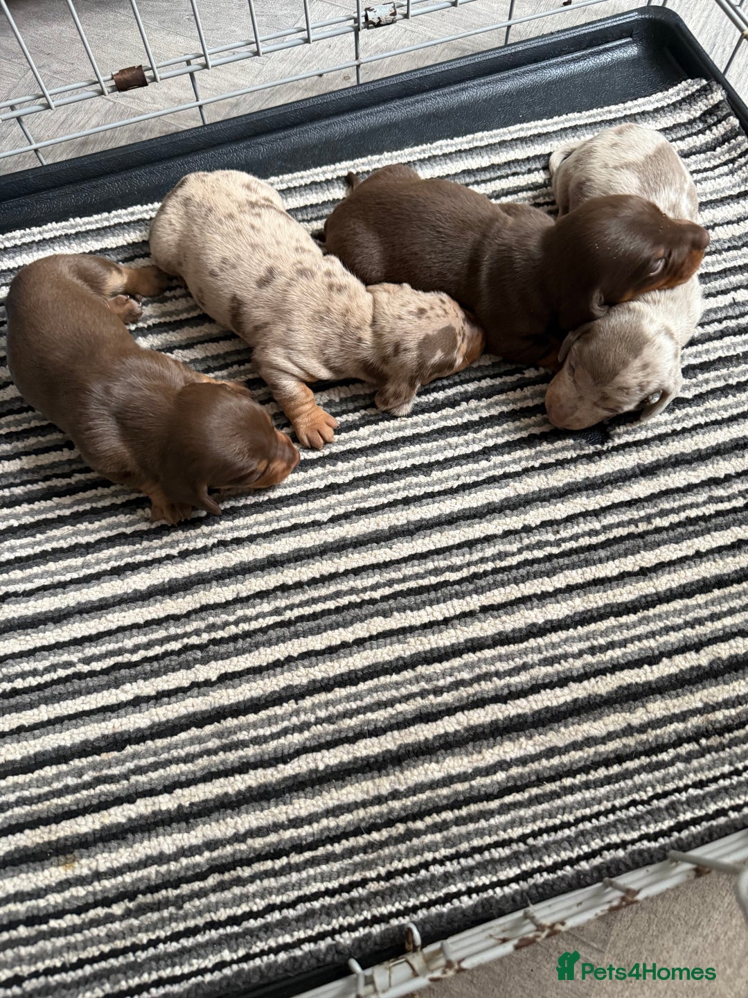 Dachshund dogs for sale: Beautiful litter of dachshund puppy’s  - Image 10