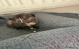 Domestic Shorthair cats for sale: 3 fluffy boys  - Image 2