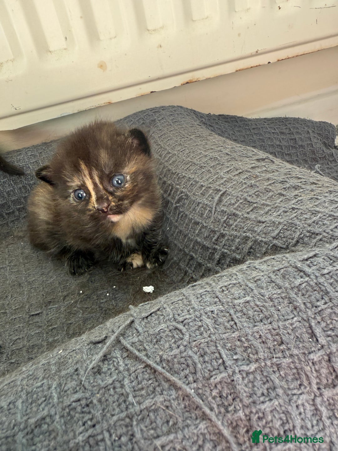 Domestic Shorthair cats for sale: 3 fluffy boys  - Image 2