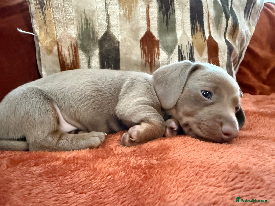 Miniature Dachshund dogs for sale: KC Reg Isabella & Tan Miniature Dachshund Puppies - Advert 18