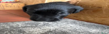 Labrador Retriever 7