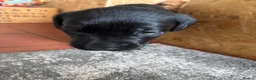 Labrador Retriever dogs for sale: Labrador puppies black and fox red for sale in Nottingham - Advert 9