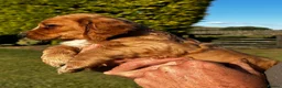 Cocker Spaniel dogs for sale: Golden Cocker Spaniel Dog  - Advert 2