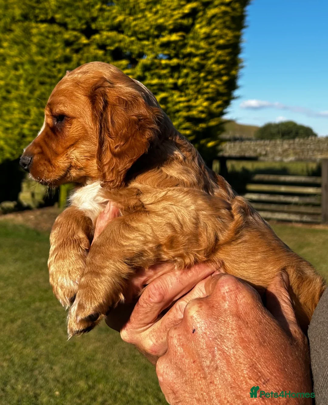 Cocker Spaniel dogs for sale: Golden Cocker Spaniel Dog  - Advert 2