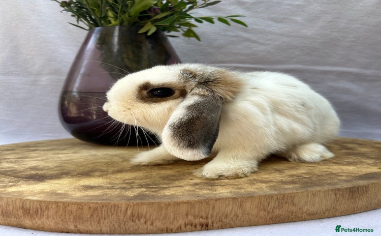Mini Lop rabbits in Norwich - Advert 9