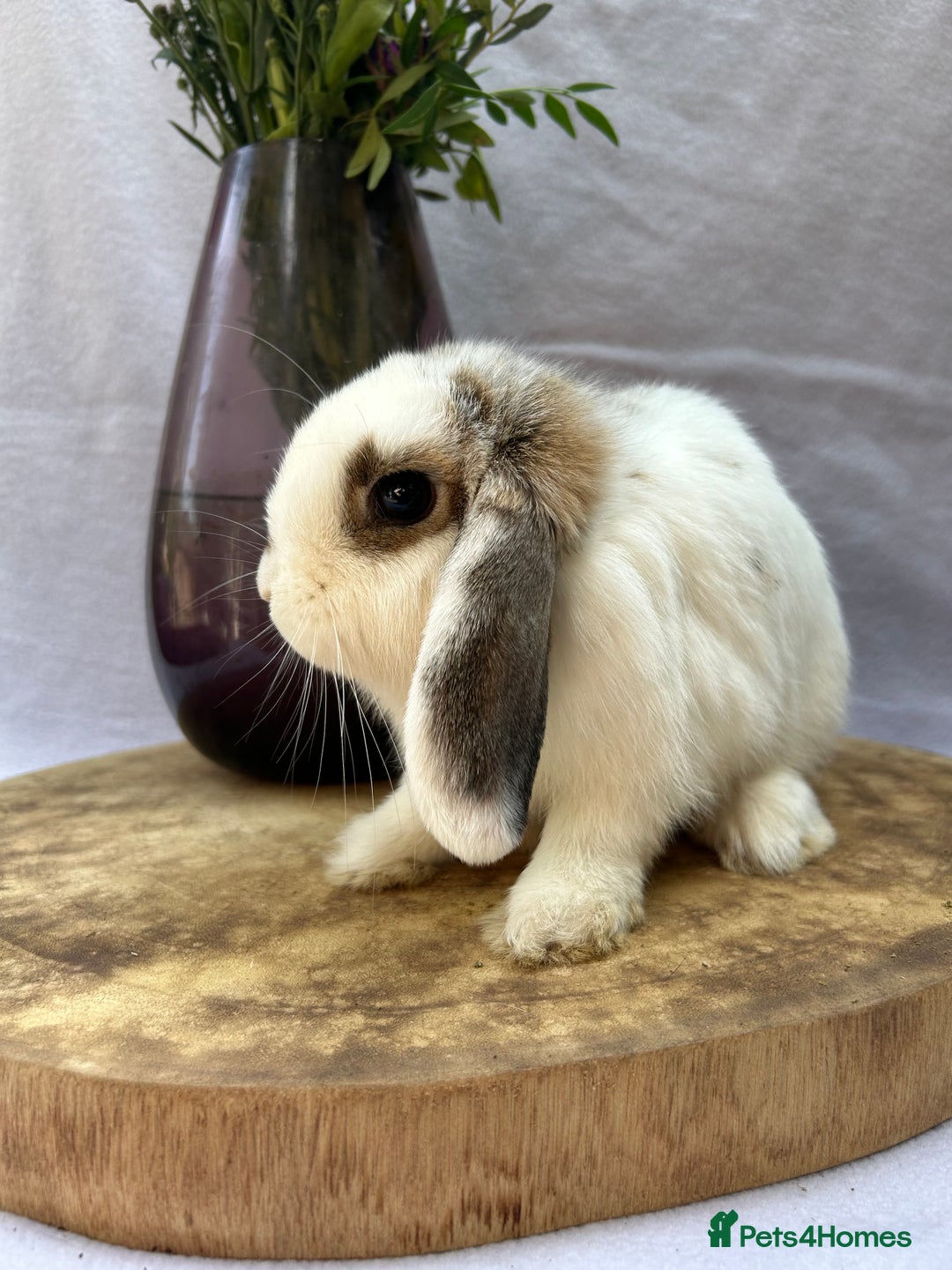Mini Lop rabbits for sale: *READY TO LEAVE* Gorgeous Mini Lop girl in Norwich - Image 1