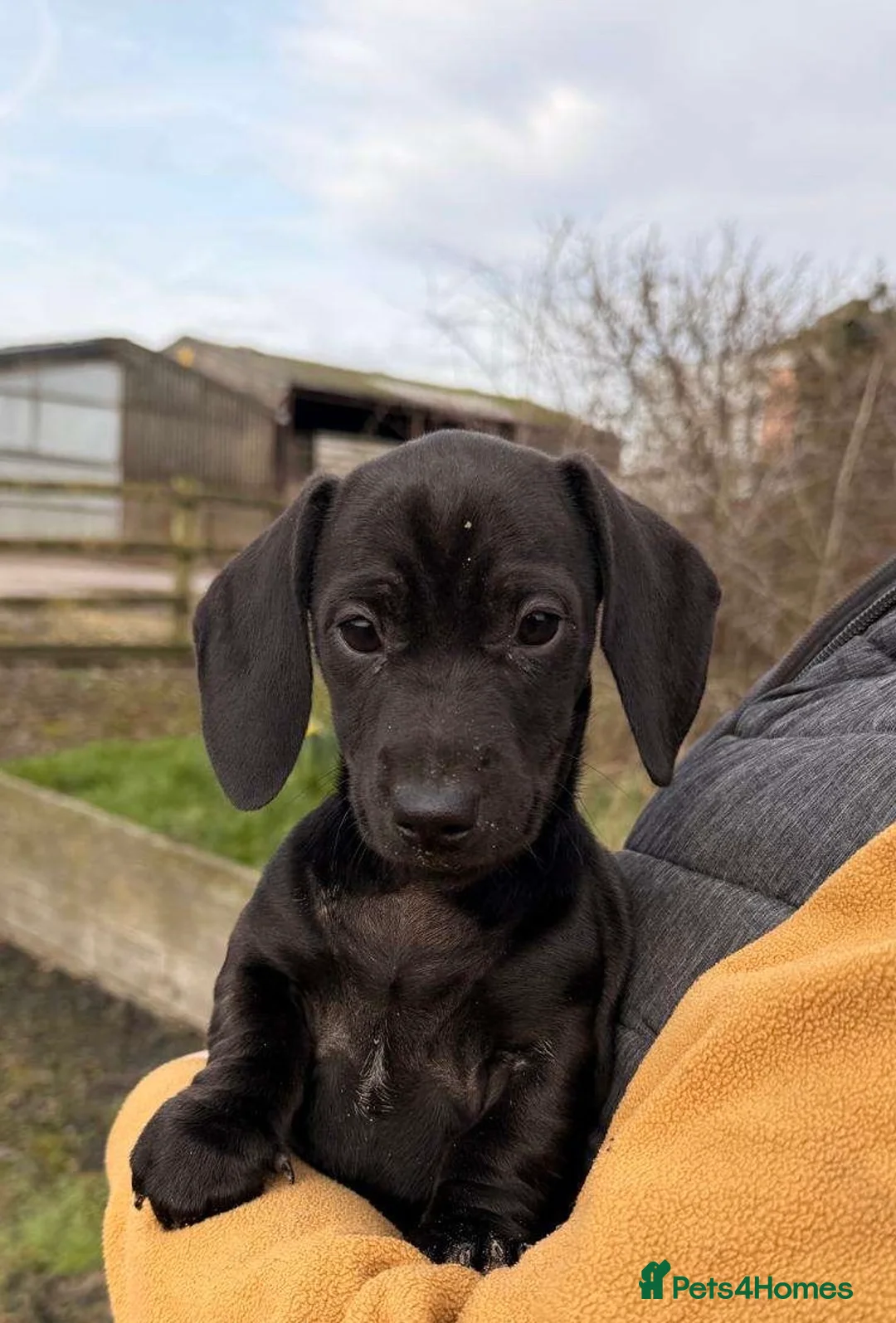 Miniature Dachshund dogs for sale: Miniature Dachshund puppies  - Advert 1