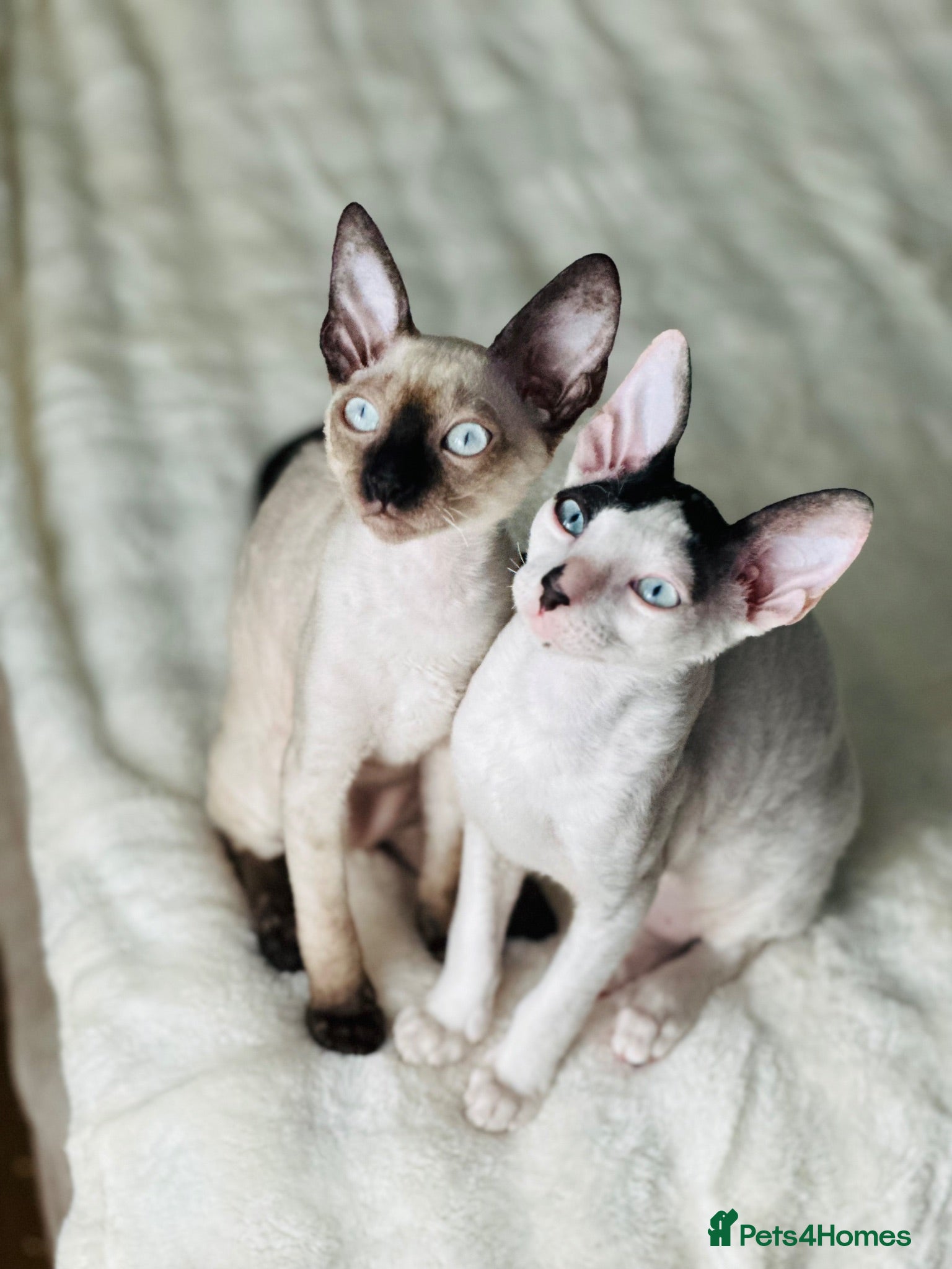 Cornish Rex cats Cornish Rex Kittens – Ready for Loving Homes - Advert 4